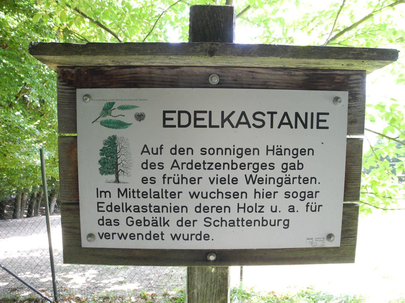 Die Info-Tafel des Waldlehrpfdes auf dem Ardetzenberg (Wildpark) informiert über die Edelkastanie