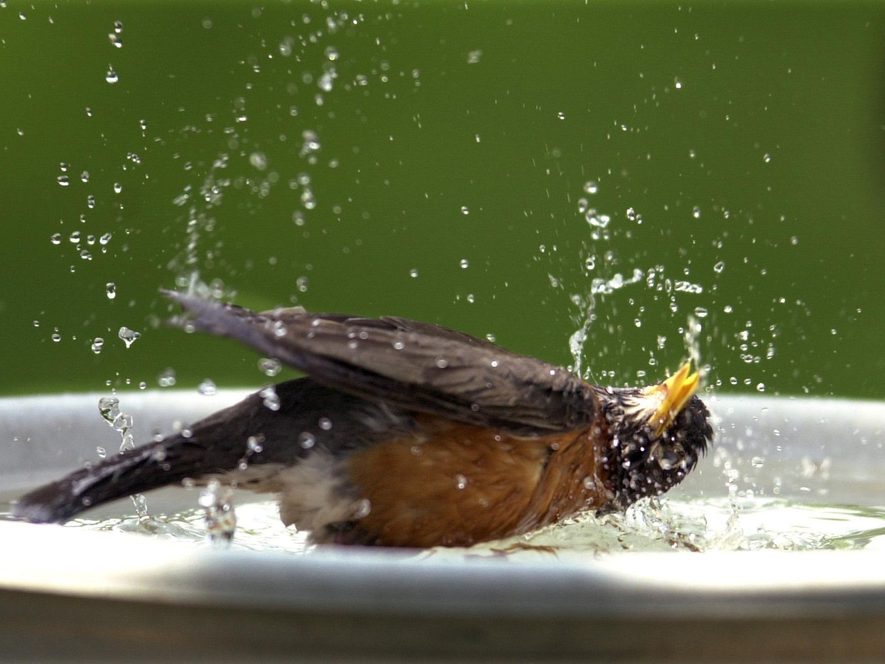 Tiere haben verschiedene Strategien entwickelt, um mit der Hitze umzugehen. Tiere haben verschiedene Strategien entwickelt, um mit der Hitze umzugehen.