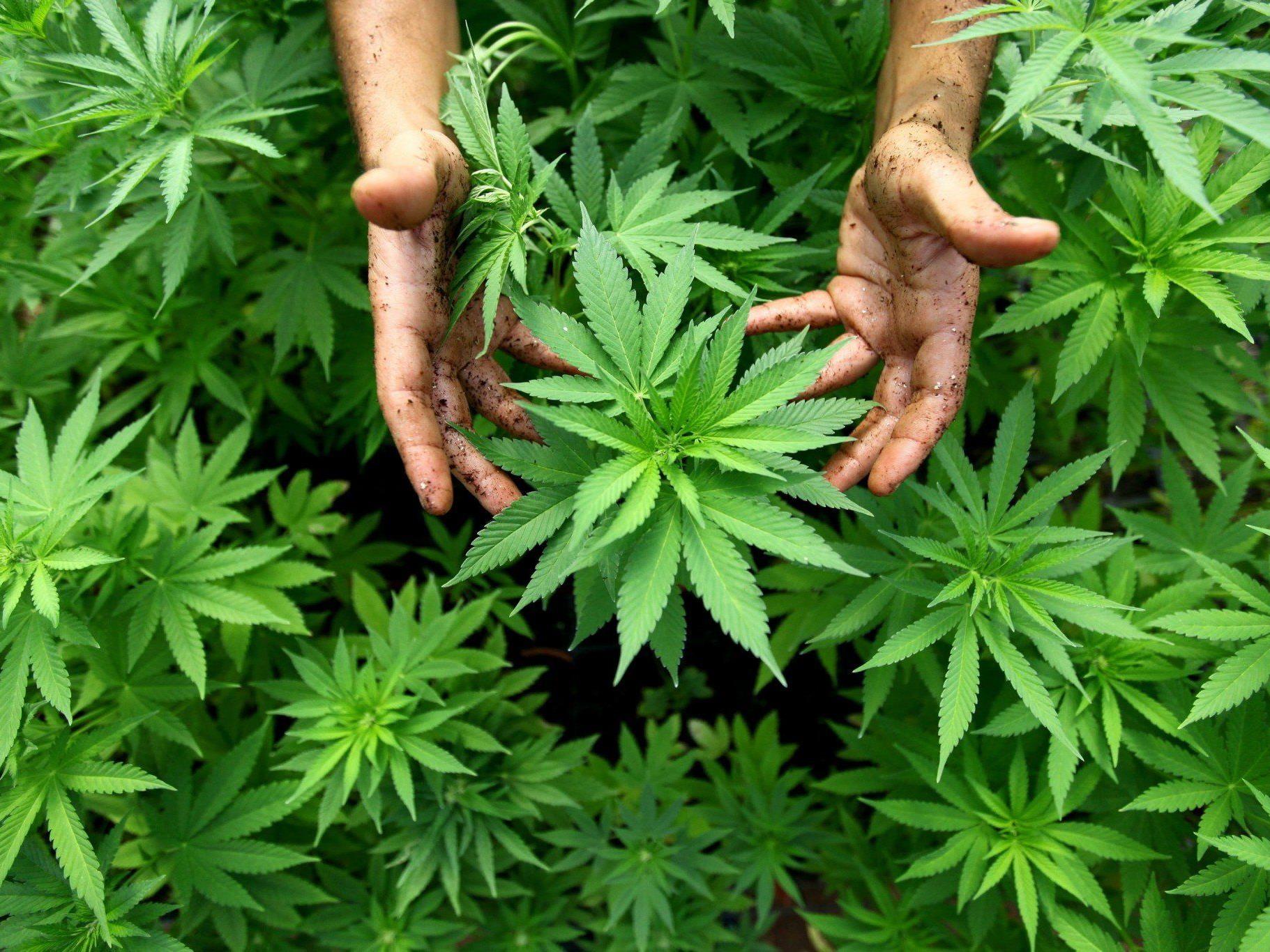 Bei einer Hausdurchsuchung wurden fast 400 Marihuana-Pflanzen im Haus von Heidi Fleiss gefunden.