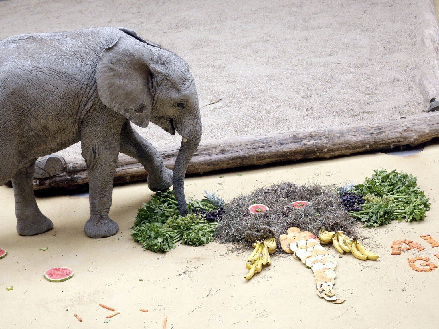 Elefant Tuluba bekam Geburtstagstorte geschenkt Elefant Tuluba bekam Geburtstagstorte geschenkt