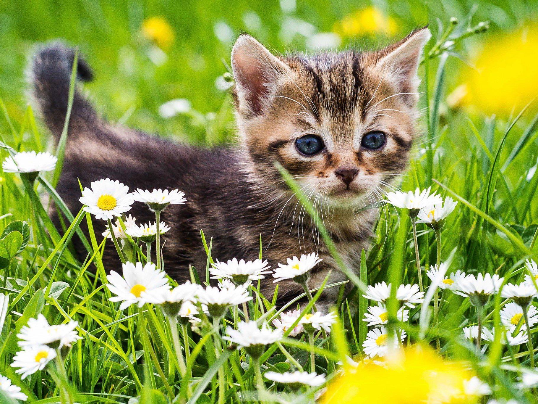 Am 8. August ist Tag der Katze: Die wichtigsten Fakten über unsere Schmusetiger.