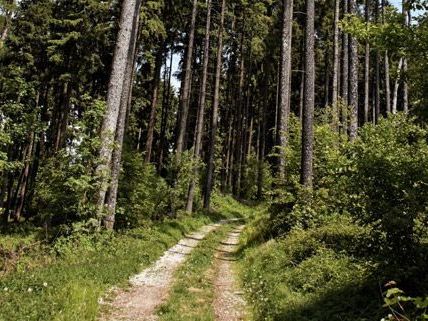 29-Jähriger wurde bei Forstarbeiten verletzt 29-Jähriger wurde bei Forstarbeiten verletzt