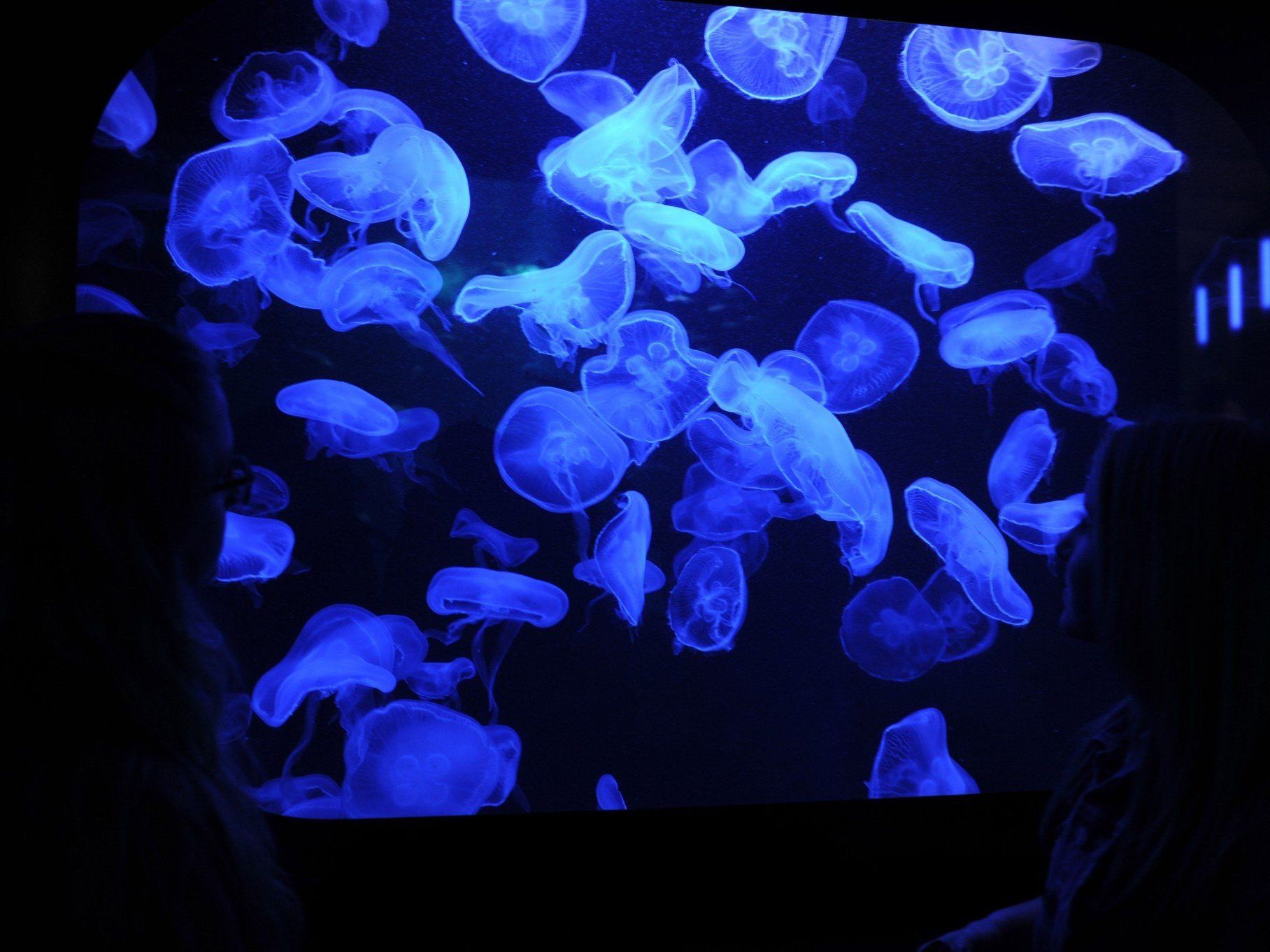 Im Bodensee ist eine Süßwasserquallenart gesichtet worden. Im Bodensee ist eine Süßwasserquallenart gesichtet worden.