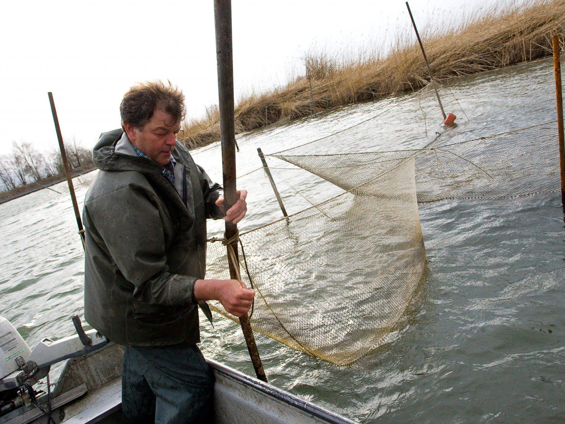 Die Bodenseefischer kämpfen mit rückgängigen Fangzahlen.