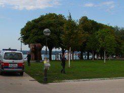In den Bregenzer Seeanlagen vergnügte sich ein Pärchen bis die Polizei kam.