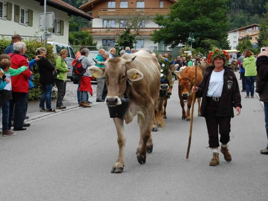 Prachtvoll geschmückte Kühe zogen durch Tschagguns Prachtvoll geschmückte Kühe zogen durch Tschagguns