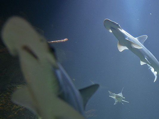 Prachtvolle Haie im Haus des Meeres Prachtvolle Haie im Haus des Meeres