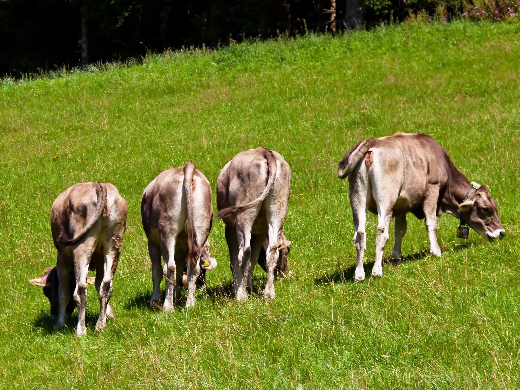 Kühen tut der Aufenthalt auf der Alpe gewöhnlich gut. Nur sollten sie dort nicht mit Wild in Berührung kommen. Kühen tut der Aufenthalt auf der Alpe gewöhnlich gut. Nur sollten sie dort nicht mit Wild in Berührung kommen.