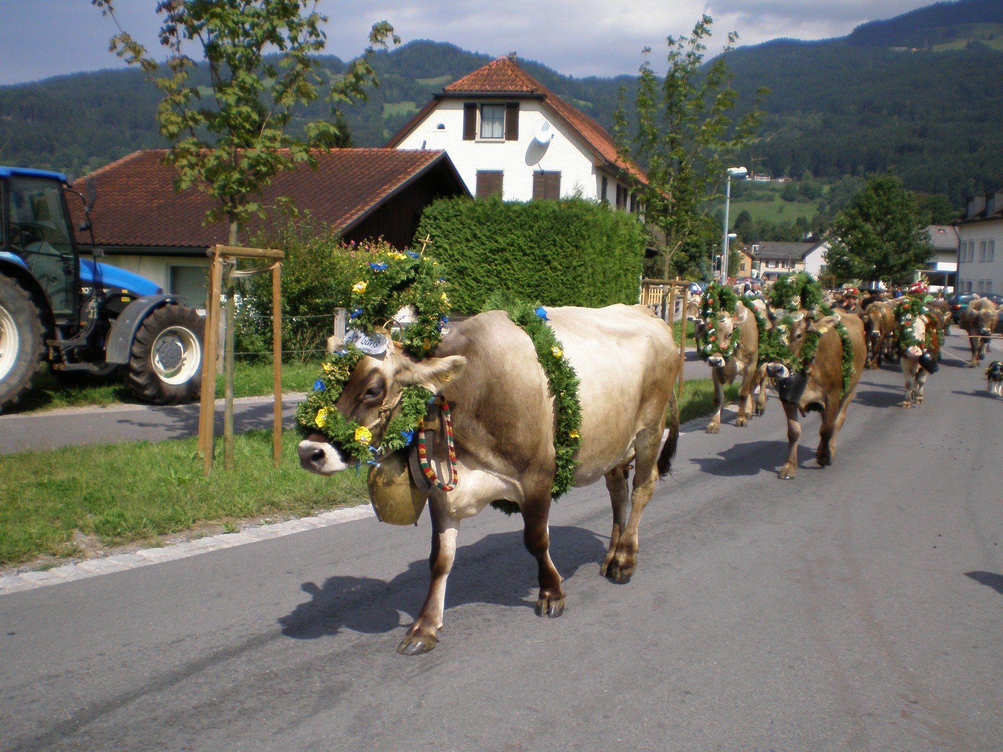 Alpabfahrt der Kühe in Satteins am 7. September 2013.