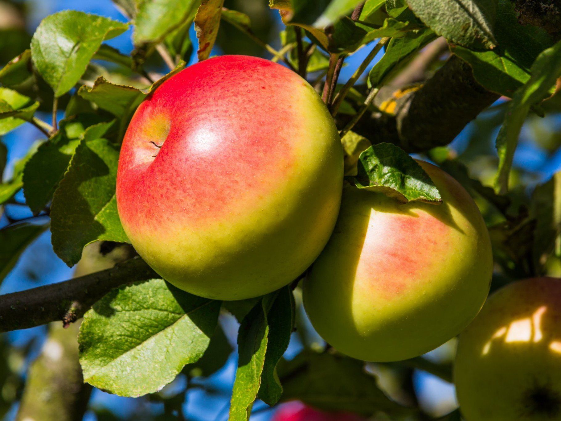 Marssonina coronaria in der Ostschweiz bereits stark verbreitet Marssonina coronaria in der Ostschweiz bereits stark verbreitet