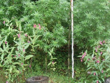 In Niederösterreich sind zwei Cannabisplantagen entdeckt worden. In Niederösterreich sind zwei Cannabisplantagen entdeckt worden.
