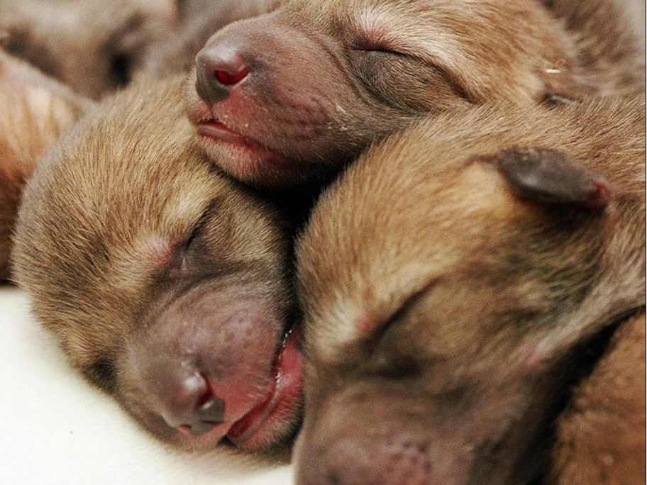 Illegaler Hundeimport schürt Seuchengefahr und Tierleid. Illegaler Hundeimport schürt Seuchengefahr und Tierleid.