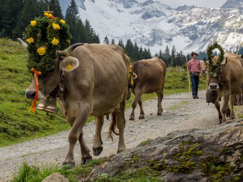 Die Alpabtriebe im Montafon gehen ins Finale. Die Alpabtriebe im Montafon gehen ins Finale.