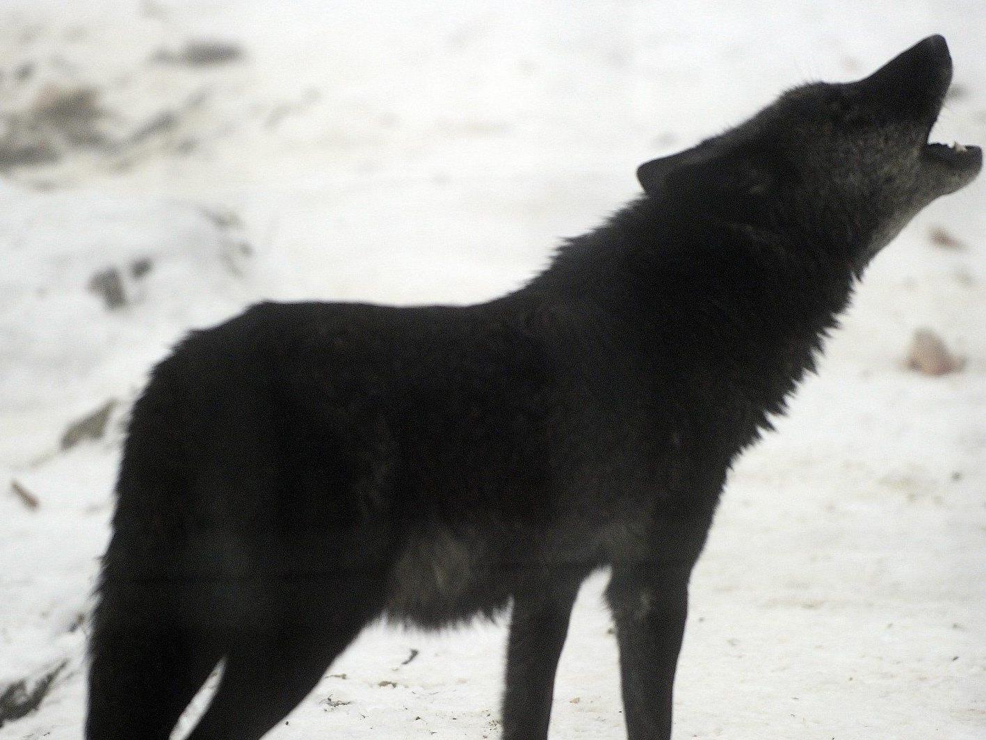 Drei Wölfe sind am Wochenende aus dem Forschungszentrum Ernstbrunn ausgerissen.