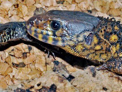 Die Krokodil-Nachtechse brachte nun zwölf Jungtiere zur Welt. Die Krokodil-Nachtechse brachte nun zwölf Jungtiere zur Welt.