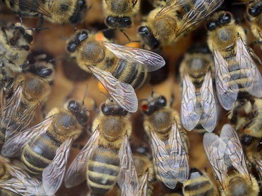Am Himmel dreht sich alles um Bienen Am Himmel dreht sich alles um Bienen