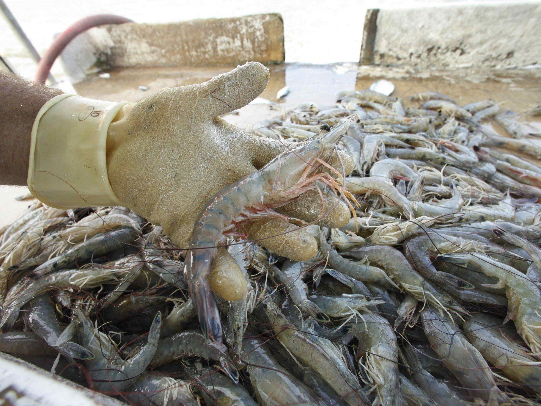 Ein Bayer möchte seinen Traum von einer Garnelenfarm nun endlich umsetzen. Ein Bayer möchte seinen Traum von einer Garnelenfarm nun endlich umsetzen.