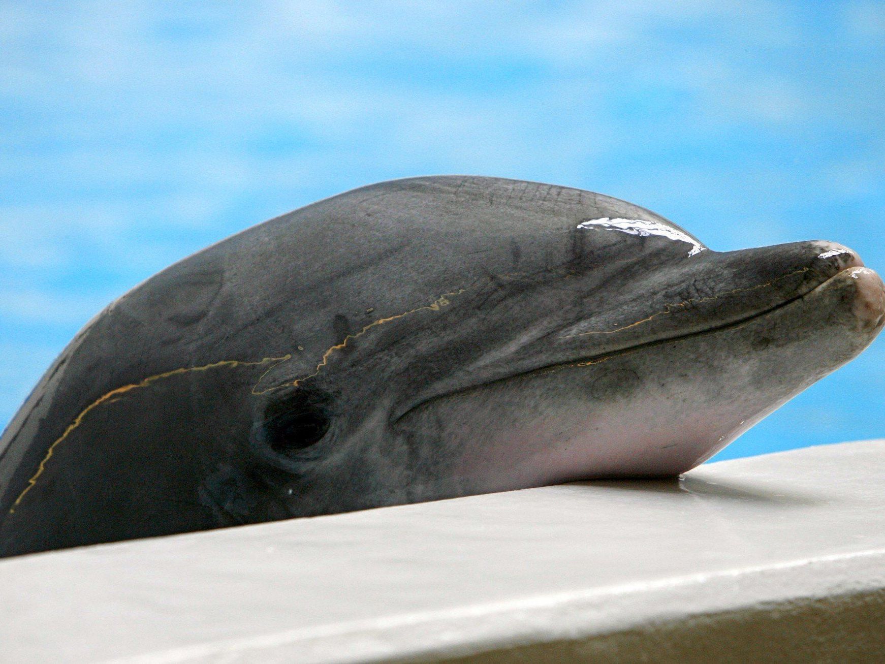 Dieser Delfin blickt über den Beckenrand des Nürnberger Tiergartens. Dieser Delfin blickt über den Beckenrand des Nürnberger Tiergartens.