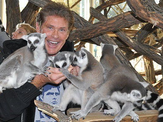 Offensichtlich amüsierte sich David Hasselhoff in Schönbrunn prächtig Offensichtlich amüsierte sich David Hasselhoff in Schönbrunn prächtig