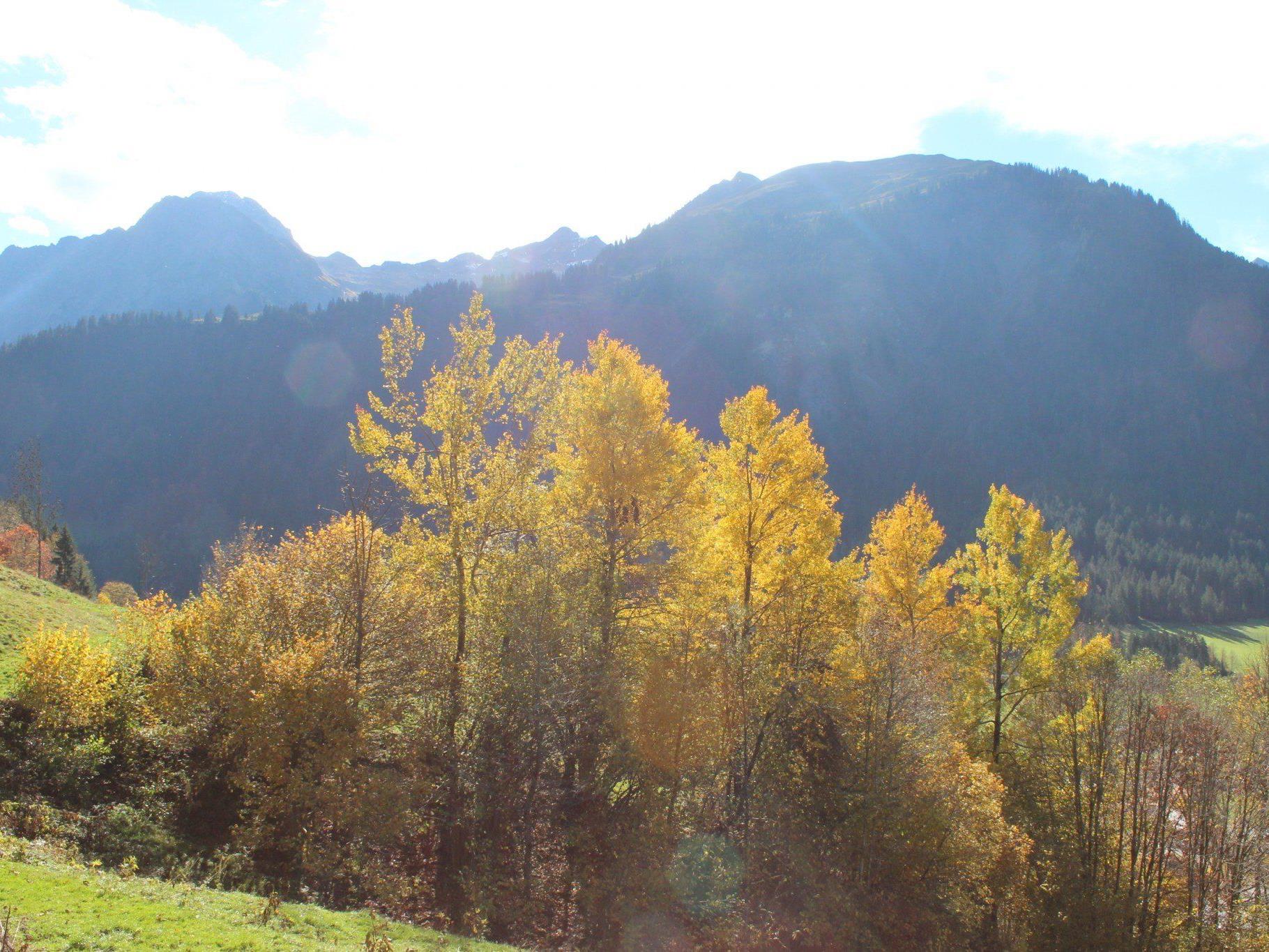 Herbstlich buntes Schoppernau mit Gräsalp und Künzel im Hintergrund.