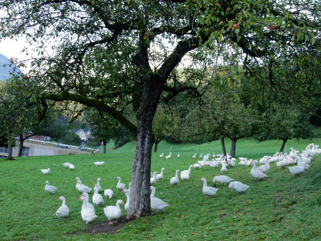 Im Sunnahof Tufers erfahren die Gänse eine artgerechte und tierfreundliche Haltung Im Sunnahof Tufers erfahren die Gänse eine artgerechte und tierfreundliche Haltung