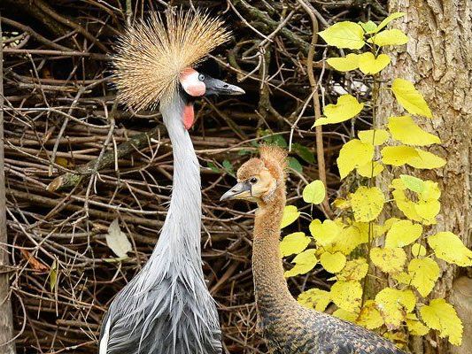 Eines der beiden Mitte August geschlüpften Kronenkranich-Küken mit einem kleinen goldgelben Federkrönchen am Hinterkopf in Schönbrunn Eines der beiden Mitte August geschlüpften Kronenkranich-Küken mit einem kleinen goldgelben Federkrönchen am Hinterkopf in Schönbrunn