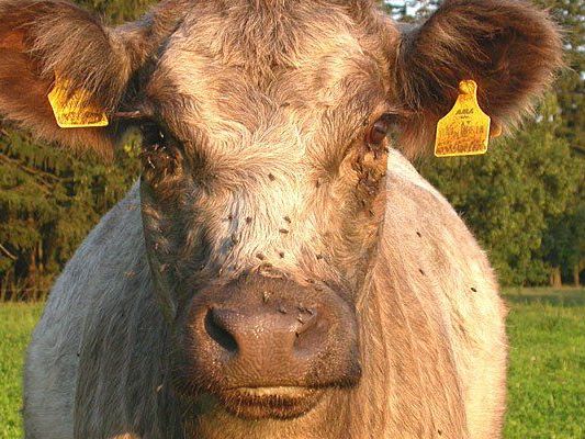 Ein Stier verletzte einen 41-jährigen schwer Ein Stier verletzte einen 41-jährigen schwer