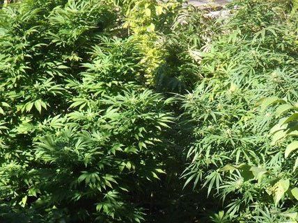 In Niederösterreich wurde eine Cannabis-Plantage gefunden. In Niederösterreich wurde eine Cannabis-Plantage gefunden.