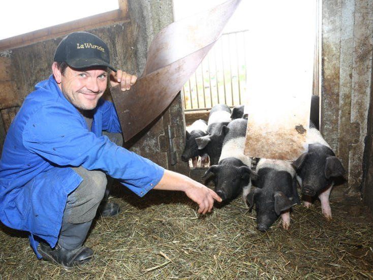 Hereinspaziert, ihr lieben Ferkel: Peter Gmeiner nimmt die jungen Schweine, die gerade vom Ausgang zurückkommen, in Empfang.