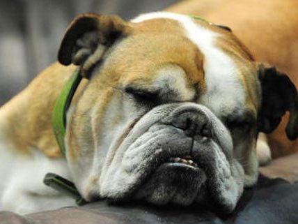 Am 6. Oktober dreht sich beim Aktionstag in Floridsdorf alles um Hunde. Am 6. Oktober dreht sich beim Aktionstag in Floridsdorf alles um Hunde.