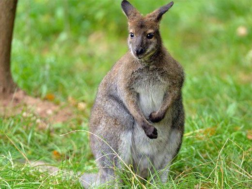 Ein neuer Bewohner im Schönbrunner Zoo. Ein neuer Bewohner im Schönbrunner Zoo.