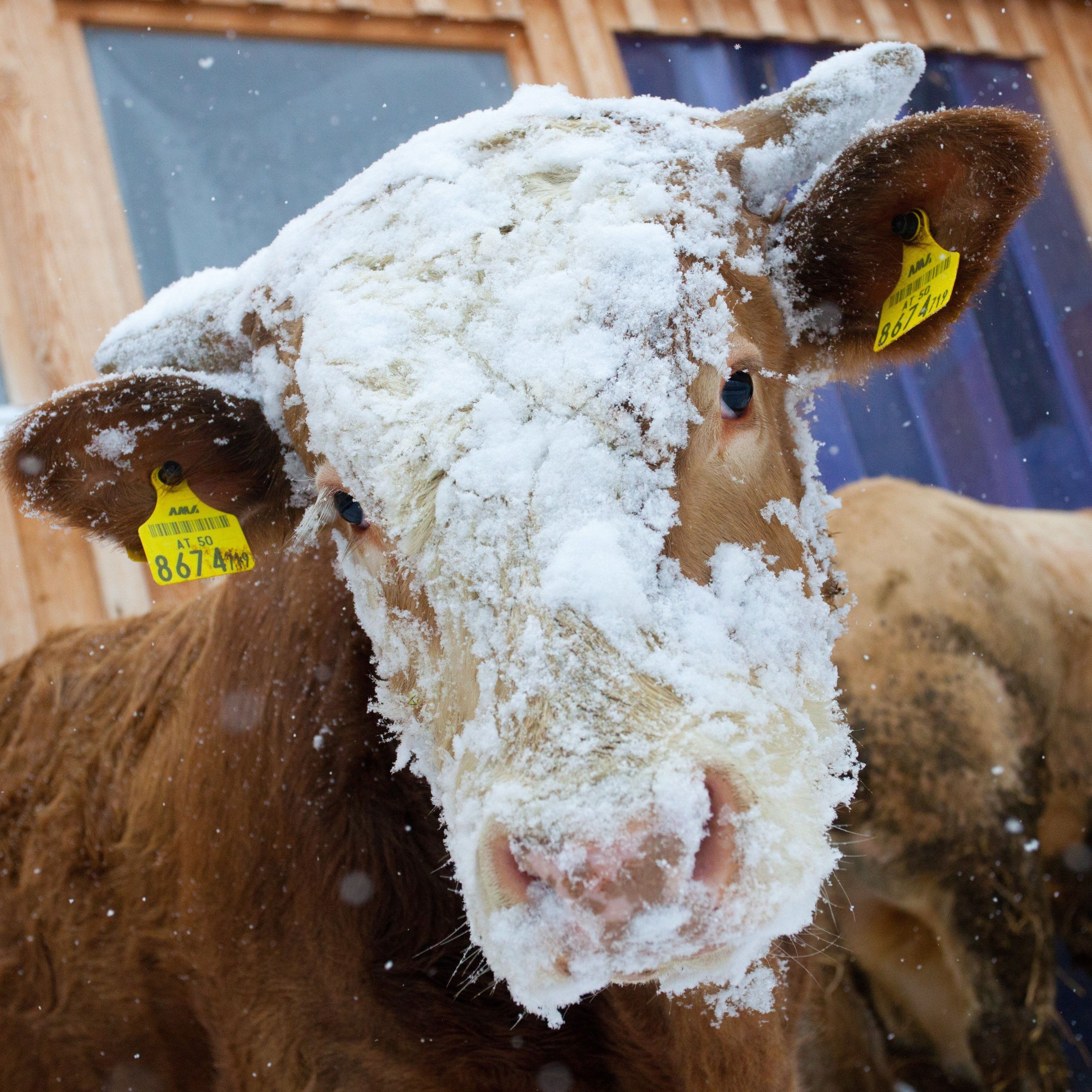 Auch in Riefensberg wird es am Wochenende winterlich. Auch in Riefensberg wird es am Wochenende winterlich.