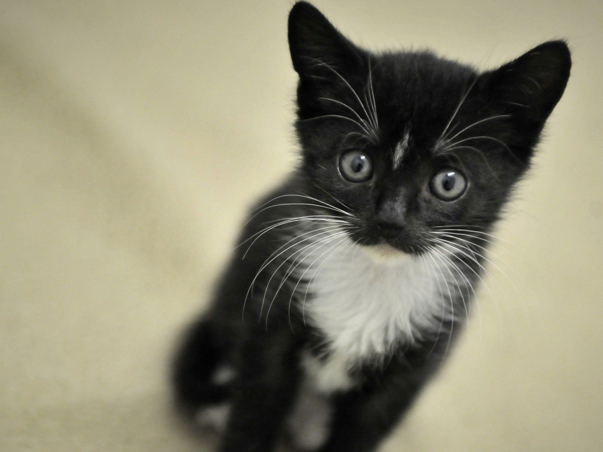 In Wien findet vom 30. November bis 1. Dezember die Haustiermesse statt. In Wien findet vom 30. November bis 1. Dezember die Haustiermesse statt.