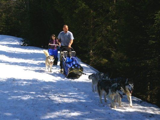 Selber mit dem Hundeschlitten fahren macht Spaß. Selber mit dem Hundeschlitten fahren macht Spaß.