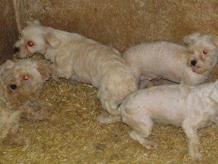 Tierschützer deckten den illegalen Welpenhandel auf. Tierschützer deckten den illegalen Welpenhandel auf.