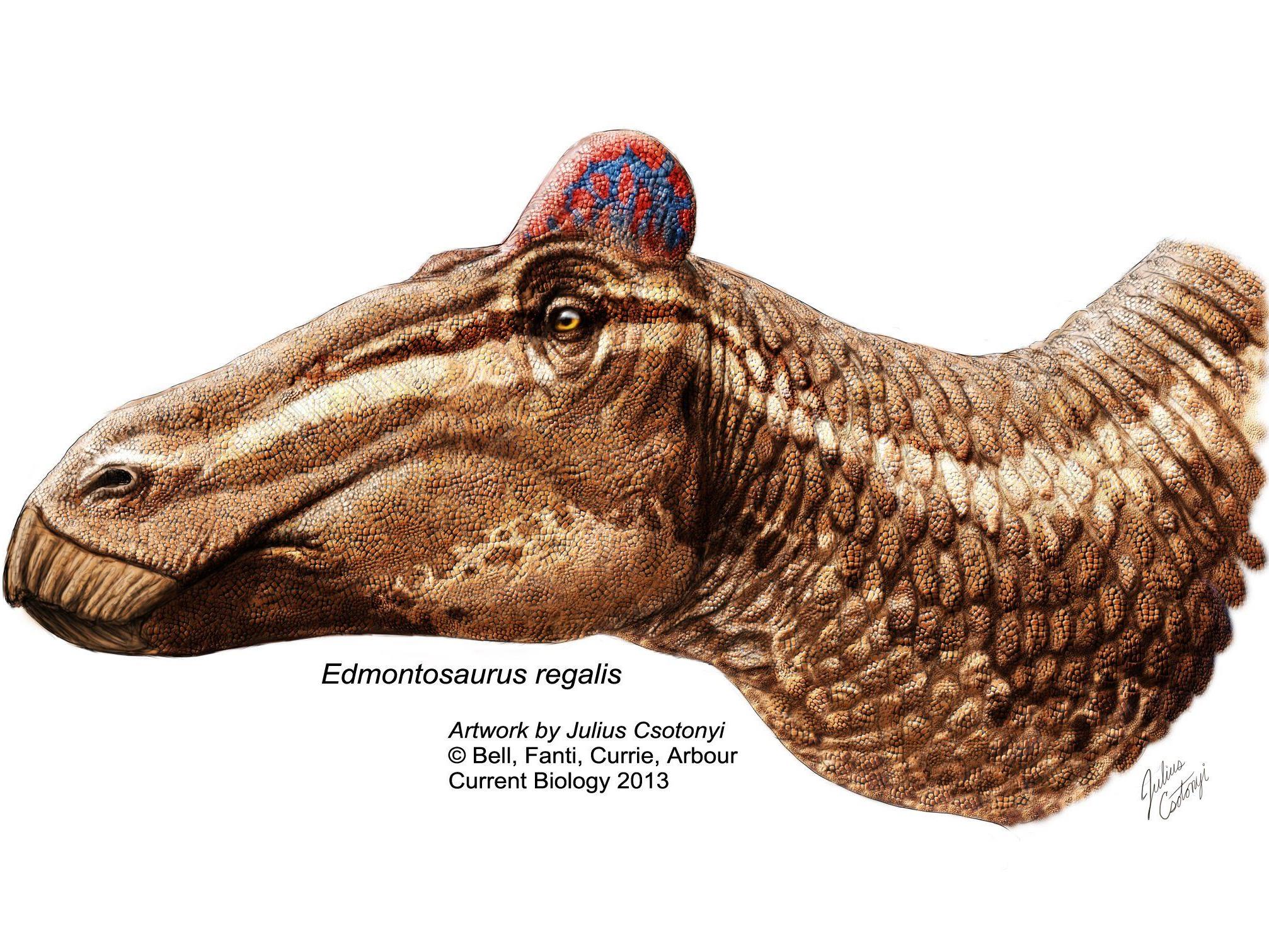 Die großen pflanzenfressenden Dinosaurier hatten zu ihrem Entenschnabel auch einen Kamm, ähnlich dem eines Hahnenkammes, auf dem Kopf.