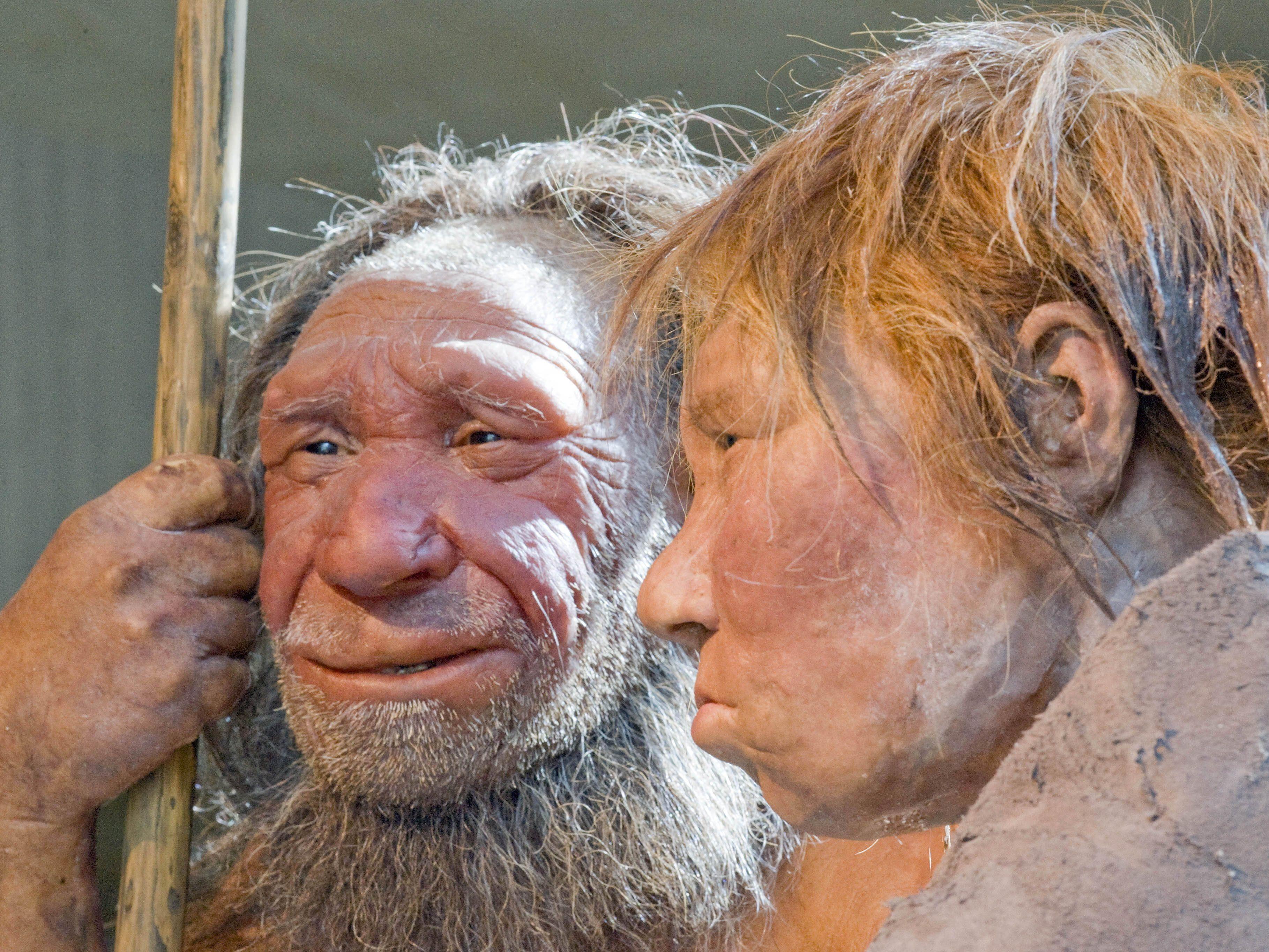 Rekonstruktion eines Neandertaler-Paares im Neandertal-Museum im deutschen Mettmann.