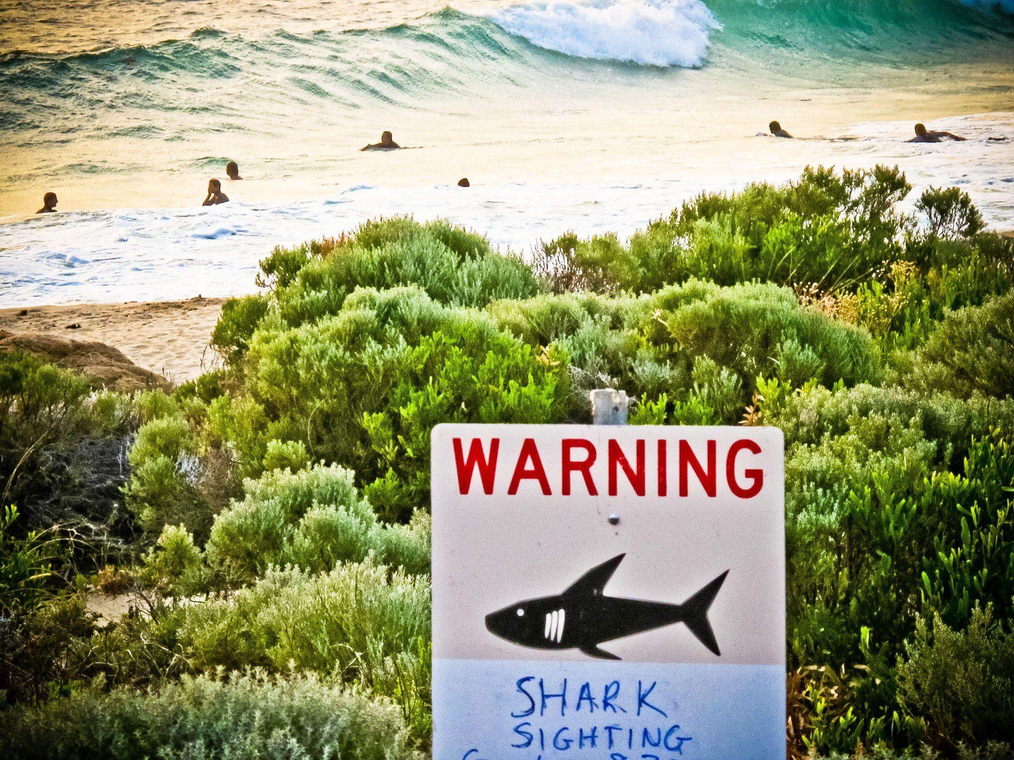 In Australien gab die Regierung grünes Licht für Hai-Abschusszonen.