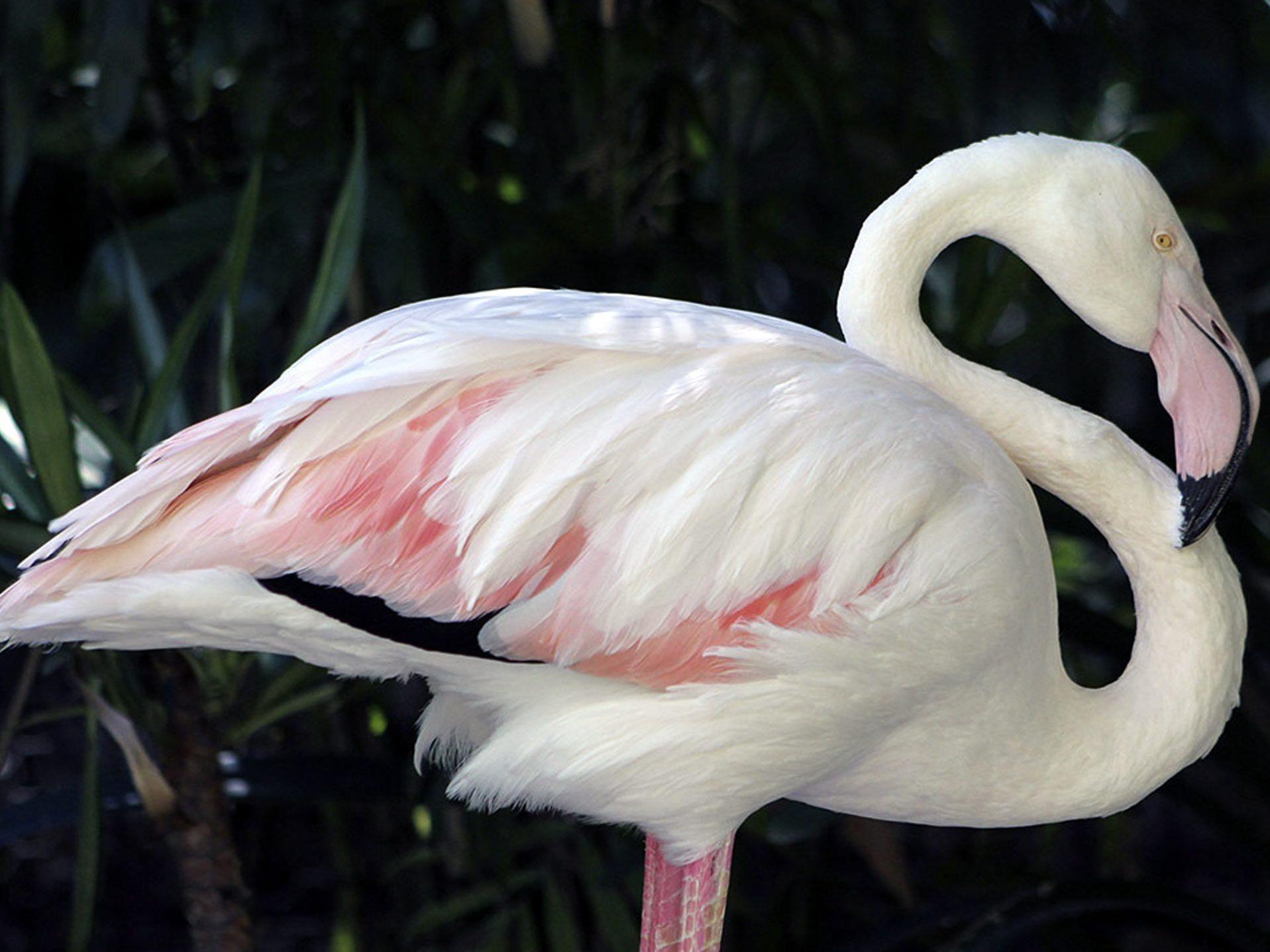 Der weltälteste Flamingo ist im Alter von 83-Jahren gestorben.