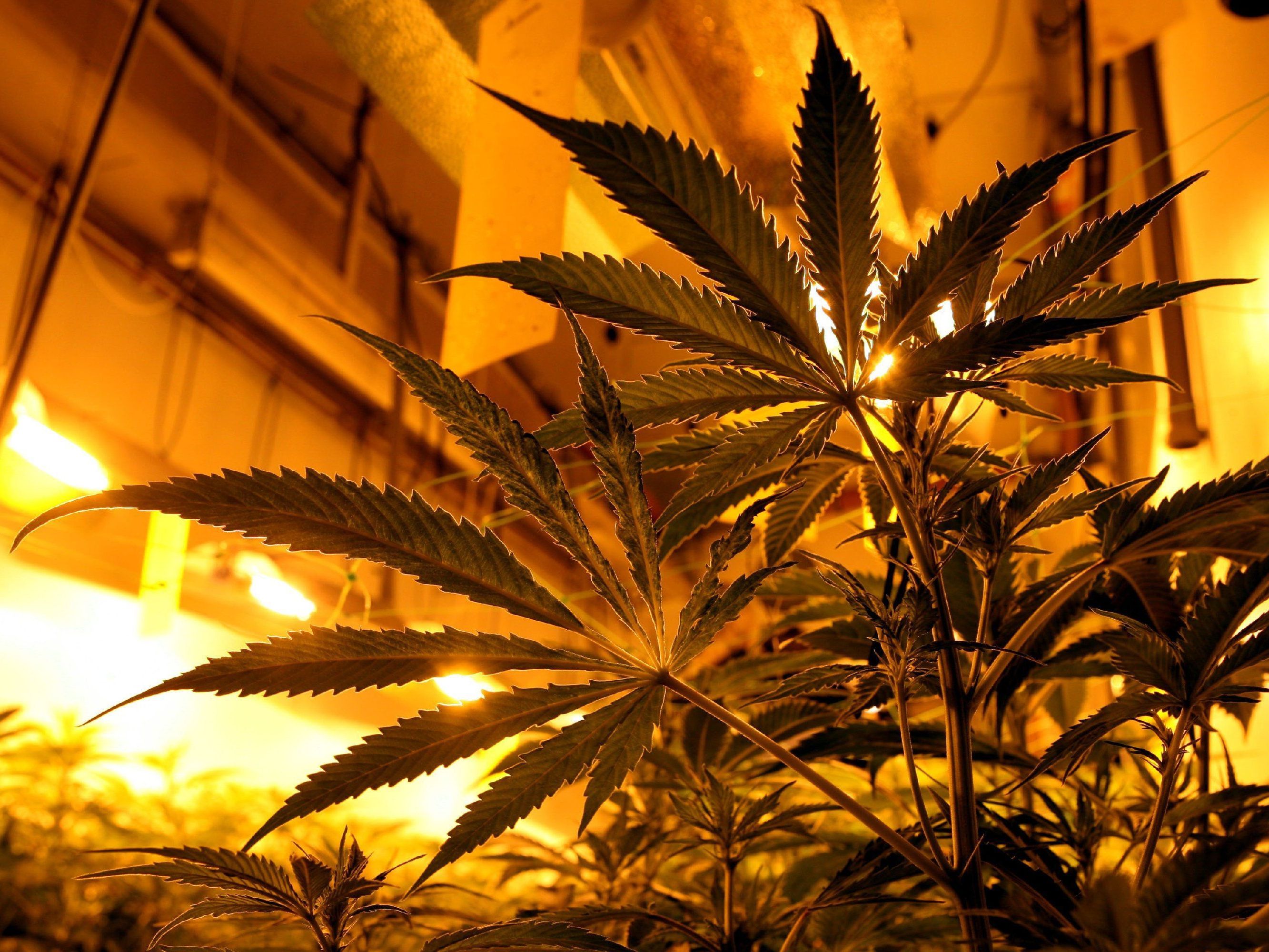 New York will strickte Marihuana-Politik lockern. New York will strickte Marihuana-Politik lockern.