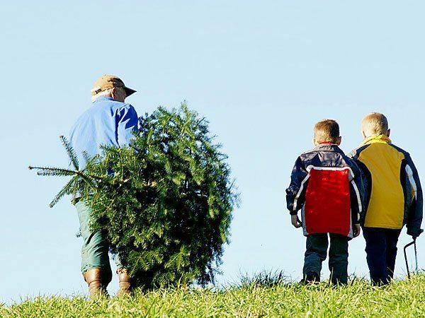 Nach den Feiertagen kann der Christbaum einem anderen Zweck zugeführt werden