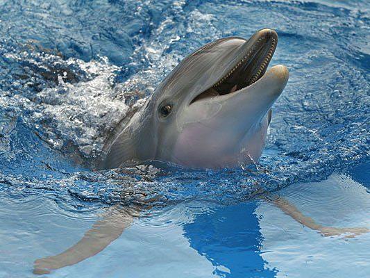 Der Artenschutzorganisation Pro Wildlife zufolge werden immer mehr Delfine und Kleinwale lebend gefangen.