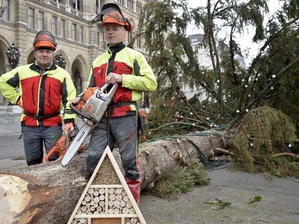 Am Dienstag wurde der Christbaum vor dem Rathaus gefällt. Am Dienstag wurde der Christbaum vor dem Rathaus gefällt.