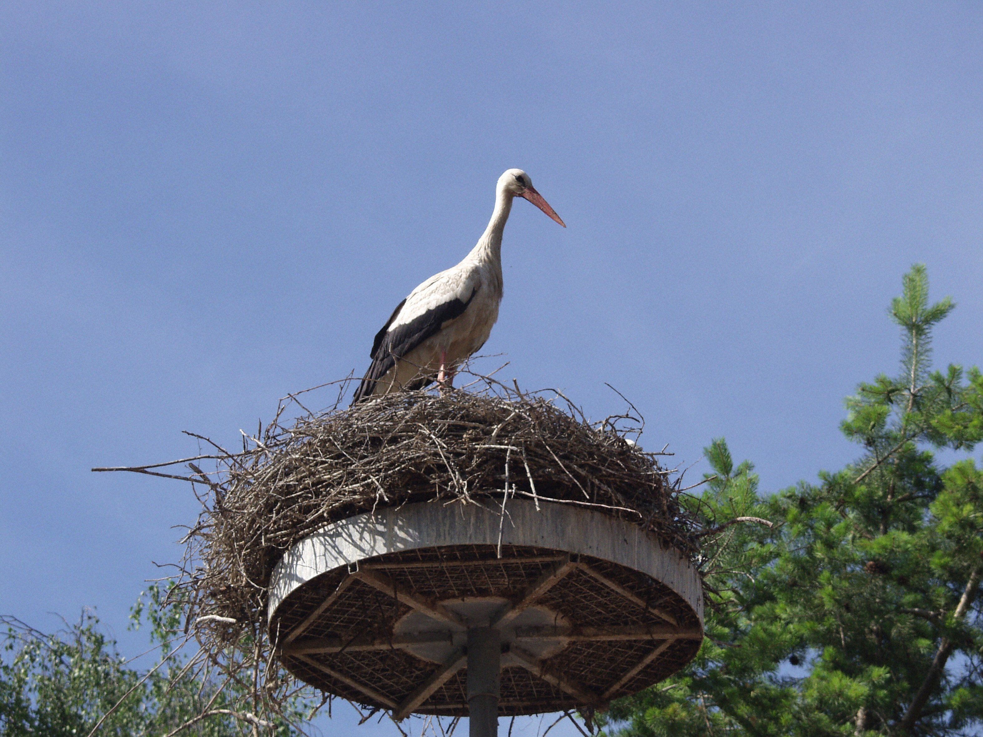 Asexuelle Reproduktion führt langfristig in eine Sackgasse Asexuelle Reproduktion führt langfristig in eine Sackgasse