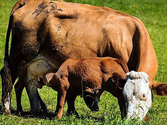 Andere Tiere des vorerst gesperrten Milchbetriebs negativ getestet