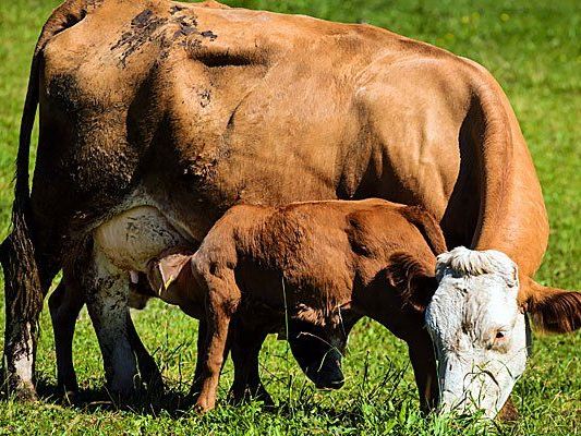Andere Tiere des vorerst gesperrten Milchbetriebs negativ getestet Andere Tiere des vorerst gesperrten Milchbetriebs negativ getestet