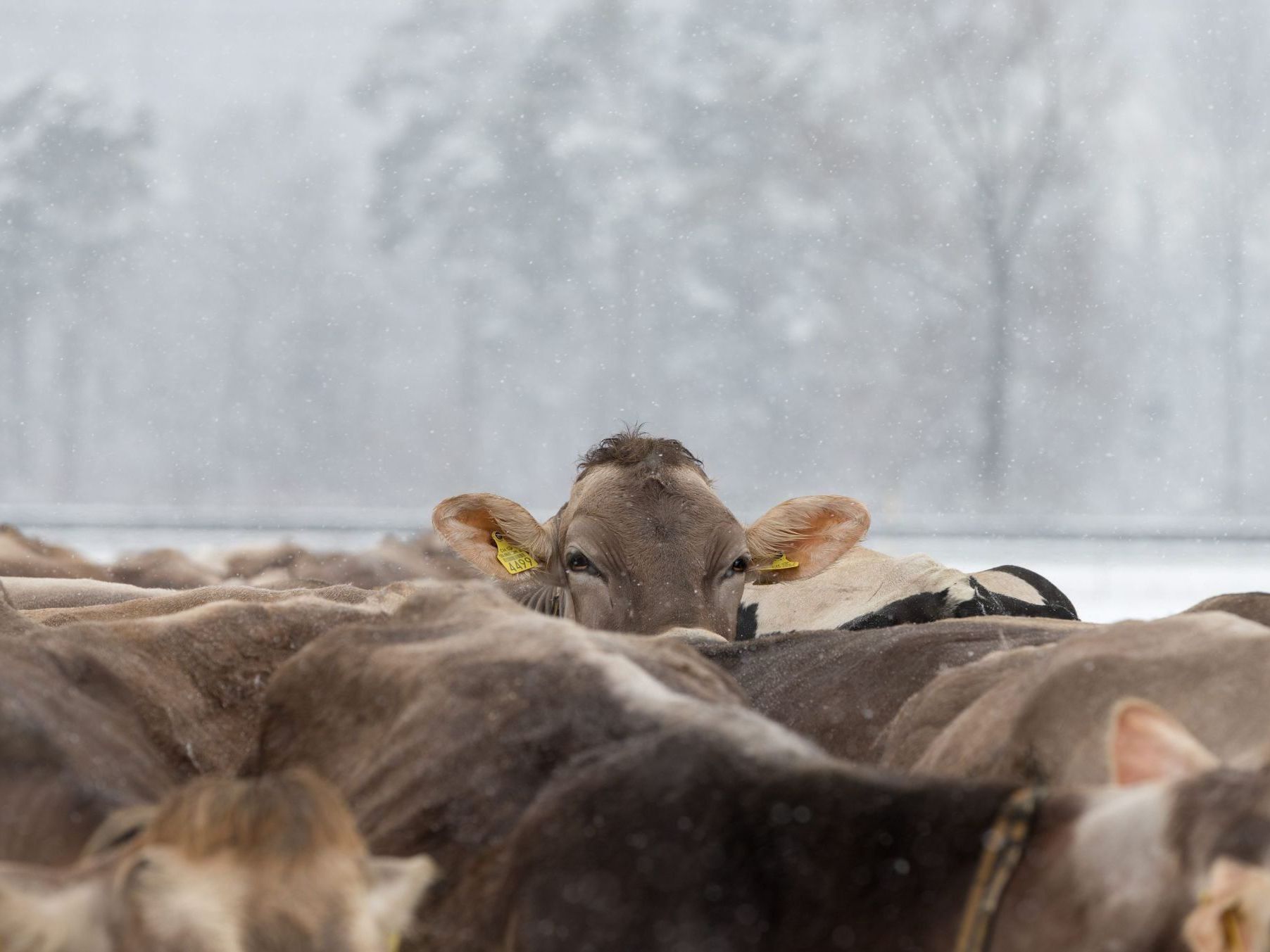 Mitte Jänner wurde ein Ländle-Rind im Allgäu positiv getestet. Mitte Jänner wurde ein Ländle-Rind im Allgäu positiv getestet.