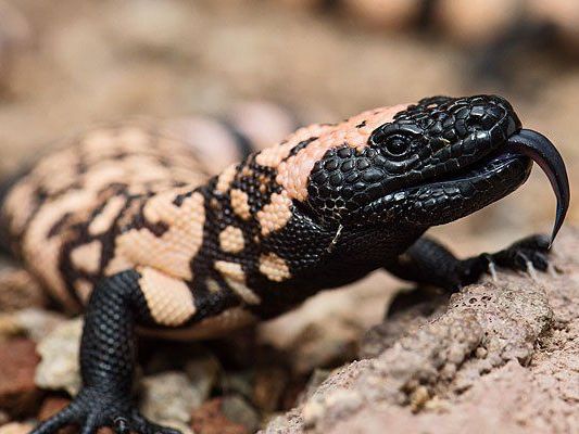 Hochgiftig: Die Gila-Krustenechsen Hochgiftig: Die Gila-Krustenechsen