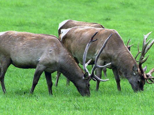 TBC: 150 zusätzliche Abschüsse Rotwildbestand in Vorarlberg wird reduziert. TBC: 150 zusätzliche Abschüsse Rotwildbestand in Vorarlberg wird reduziert.