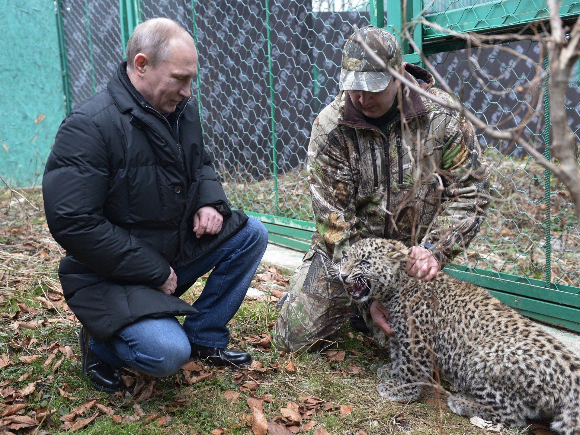Putin besuchte kaukasischen Leoparden. Putin besuchte kaukasischen Leoparden.